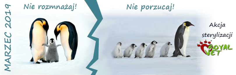 Najczęściej polecany Weterynarz w Krakowie! Świetny weterynarz w krakowie prowadzi akcję sterylizacji